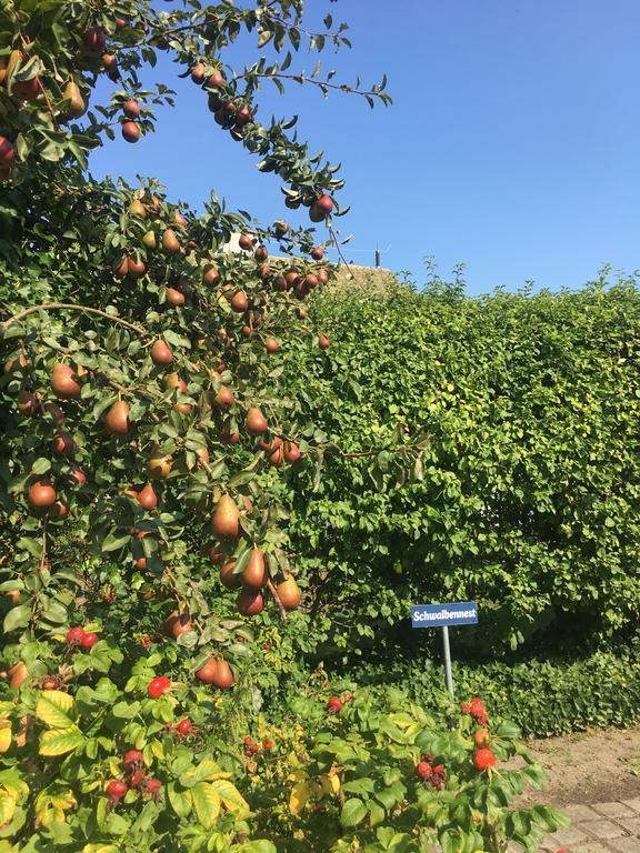 Ferienwohnung Schwalbe Wieck/Darss Zewnętrze zdjęcie